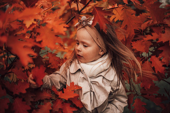 Осенний лист / Дендропарк, осень, красный клён