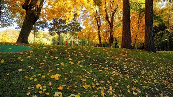 На ковре из желтых листьев... / В парке Царицыно