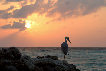 Безмятежность / &quot;&quot;&quot;