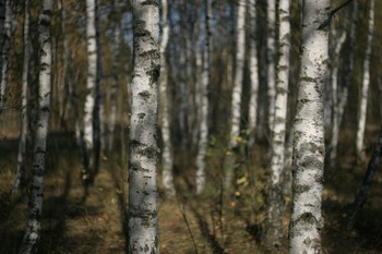 березовая роща / ***