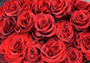 &nbsp; / background with detail of a bouquet of red roses