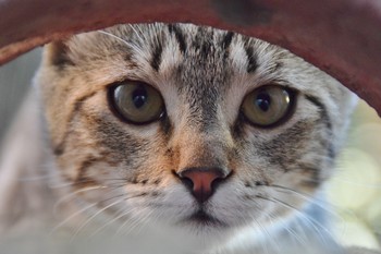 &nbsp; / closeup on the eyes of a curious kitten