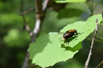 экстрим / летающее