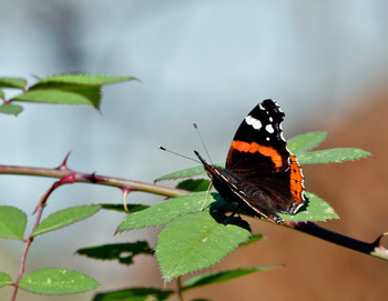  / осень, бабочка
