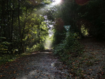 &nbsp; / Herbstlicht, wenn die Sonne zwischen den Bäumen erscheint und den Frühnebel vertreibt gibt es dieses Licht