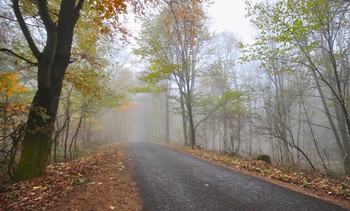 Когда приходит осень туманная / Утро в лесу