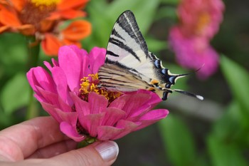 &nbsp; / butterfly on zinnia flower