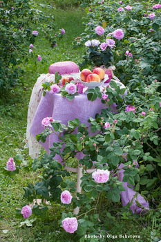 Натюрморт из персиков и роз в саду / На круглом столике розы и персики