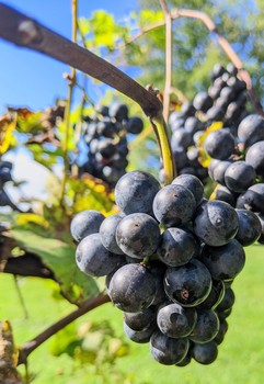 Fresh Maine Grapes / A fresh bunch of Marechal Foch grapes, ready to be picked, pressed and turned into wine.