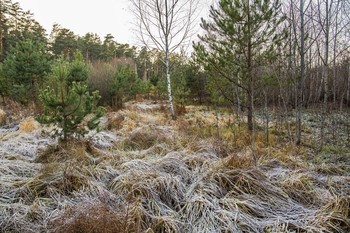 Заморозки / лесопарк Лебяжье,пригород Казани