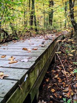 A bridge in fall / A footbridge into colorful fall foliage.