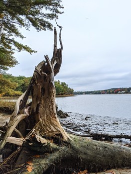 Sentinel Tree / A tree standing watch over the Bellamy River in NH.