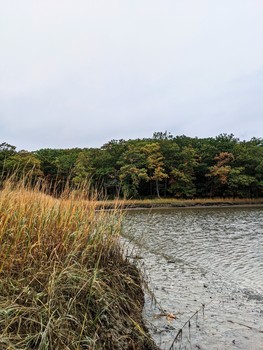 Fall Foliage Through the Grass / Beautiful fall foliage shot on the banks of the Bellamy River in NH.