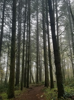 &nbsp; / The mist is creeping into a thinning forest.