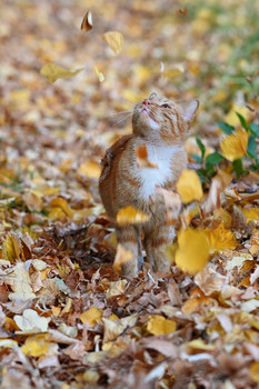 &nbsp; / cat, autumn photo