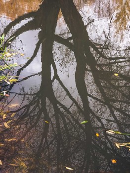 &nbsp; / Отражение дерева в реки с листьями осенью