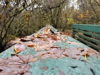 &nbsp; / Fall time in the Willamette Valley, Oregon.