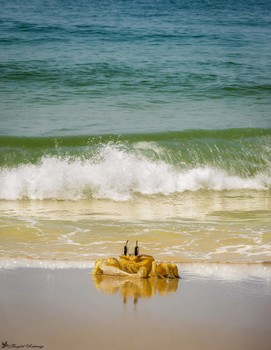 Краб / штат индия северное Гоа Кандолим аравийское море шейк форт Агуага пляж мелкий чистый песок вода камни краб волна берег отражение