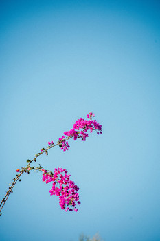 &nbsp; / A Bougainvillea in Santa Maria Del Rio, SLP