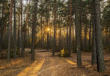 Сосновый бор / лесопарк Лебяжье,пригород Казани