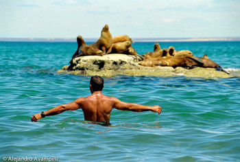 &nbsp; / Swimming in a colony of sea lions in Peninsula Valdes - Argentine Patagonia