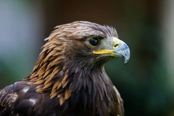 &nbsp; / aufgenommen in einem Vogelpark