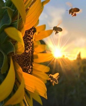 &nbsp; / Bees going to get honey from flower. When this view is combined with the sunset, it is magnificent
