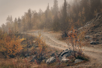 Северная осень / Низкая облачность обволакивала влажным, плотным воздухом, свисая каплями сконденсированного тумана с листьев и веток.