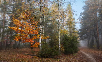В осеннем лесу / Краски октября