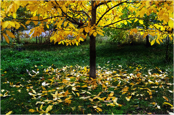 The colors of autumn ... / Природа и животные