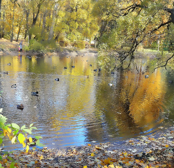 В желтой гамме / ***