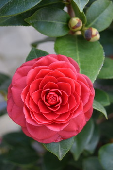 &nbsp; / close-up of a red camellia flower