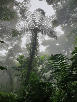 &nbsp; / Cloud forest, Monteverde