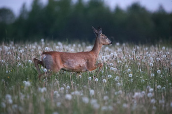 встреча в поле / конец мая. на закате самка косули вышла кормиться в поле, а я её там ждал :)