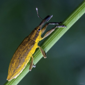 &nbsp; / Долгоносик стеблеед Фрачник омежниковый (Lixus paraplecticus)