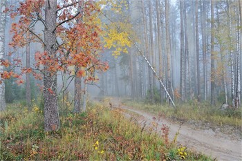 По осеннему лесу / По осеннему лесу