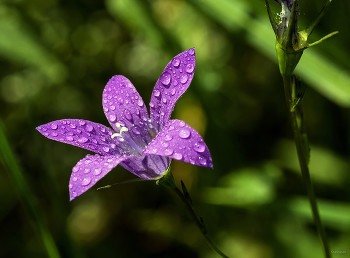 &nbsp; / Колокольчик раскидистый (Campanula patula)