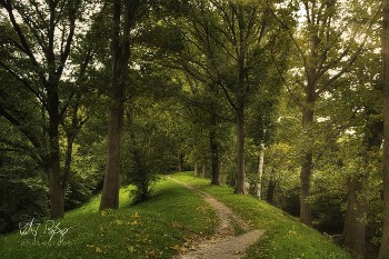 &nbsp; / Ein Waldweg im Herbst