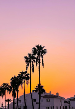 &nbsp; / #1. Palm Trees &amp; a stunning sunset