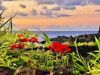 Red flowers / Enjoy the sunset
