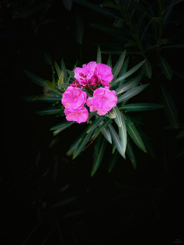 &nbsp; / Close shot of a pink flower. Let me know what you think :)