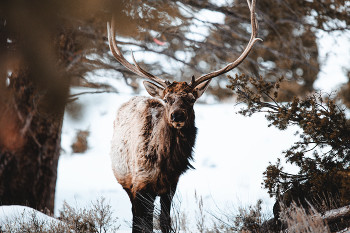 &nbsp; / Beautiful elk in Yellowstone National Park