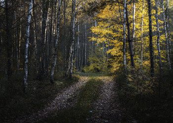 Осень в лесу / Беларусь