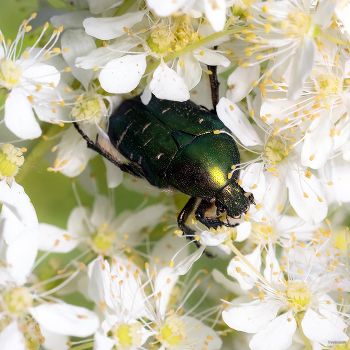  / Золотистая бронзовка (Cetonia aurata)