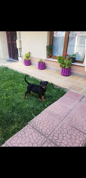  / dog