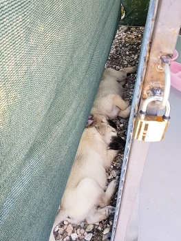  / dogs