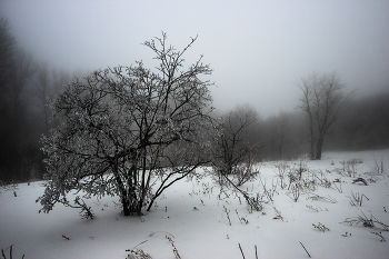 Зима / Зимний лес, туман, снег