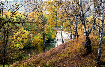 Осенние берёзки. / Осенние берёзки.