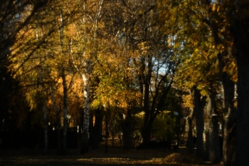  / осень в парке