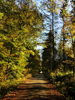&nbsp; / Waldweg im Herbstlicht